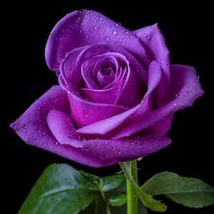 Meet your Posher, Kris